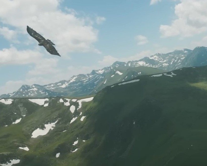 Doğan kuşunun drone avı! Daha önce böylesi görülmedi - Resim: 11