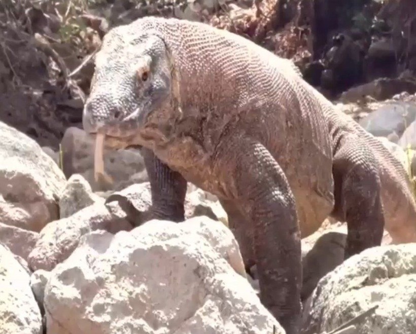 Yaşayan dinozor avını tek hamlede yuttu! Görenleri dehşete düşüren anlar | Vahşi doğada daha önce böylesi görülmedi - Resim: 46