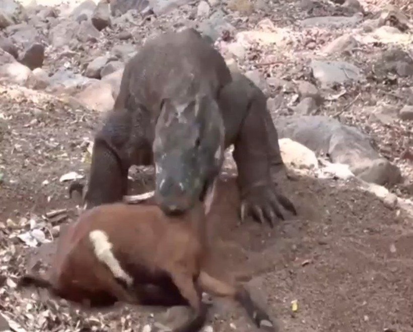 Yaşayan dinozor avını tek hamlede yuttu! Görenleri dehşete düşüren anlar | Vahşi doğada daha önce böylesi görülmedi - Resim: 9