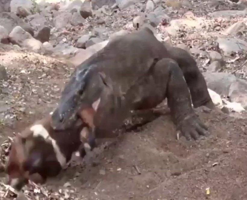 Yaşayan dinozor avını tek hamlede yuttu! Görenleri dehşete düşüren anlar | Vahşi doğada daha önce böylesi görülmedi - Resim: 14