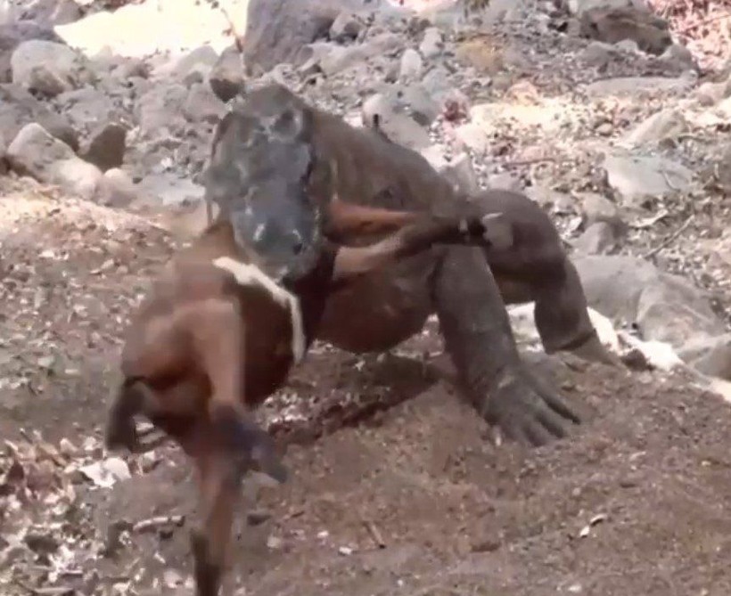 Yaşayan dinozor avını tek hamlede yuttu! Görenleri dehşete düşüren anlar | Vahşi doğada daha önce böylesi görülmedi - Resim: 19