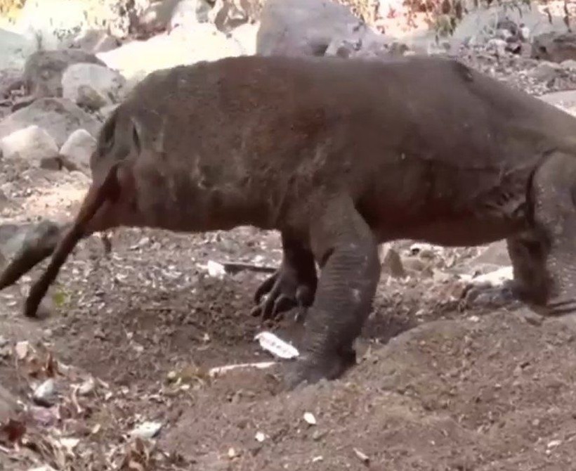 Yaşayan dinozor avını tek hamlede yuttu! Görenleri dehşete düşüren anlar | Vahşi doğada daha önce böylesi görülmedi - Resim: 35