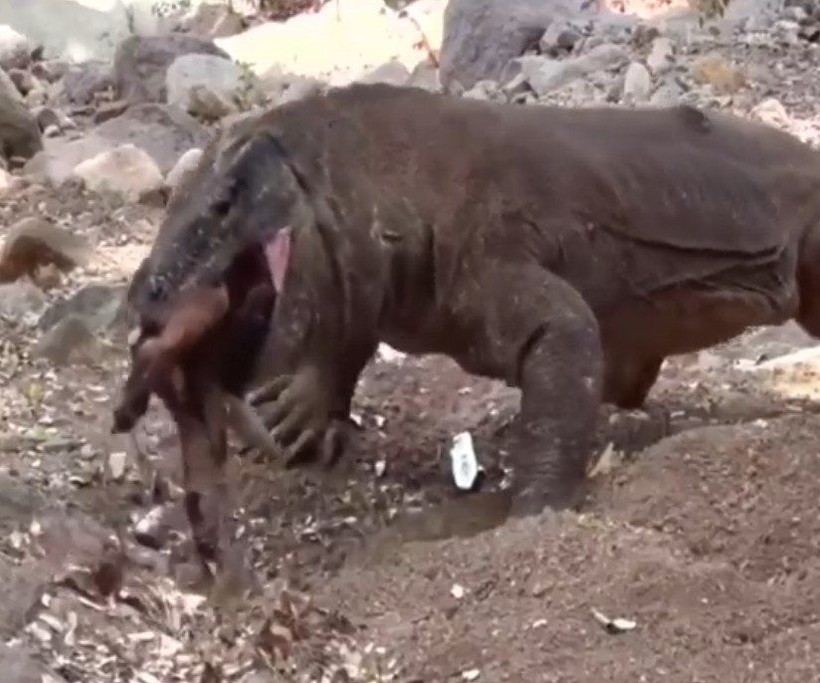 Yaşayan dinozor avını tek hamlede yuttu! Görenleri dehşete düşüren anlar | Vahşi doğada daha önce böylesi görülmedi - Resim: 31