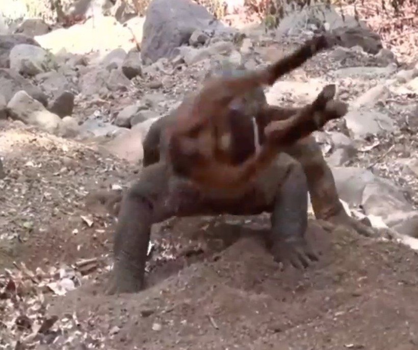 Yaşayan dinozor avını tek hamlede yuttu! Görenleri dehşete düşüren anlar | Vahşi doğada daha önce böylesi görülmedi - Resim: 21