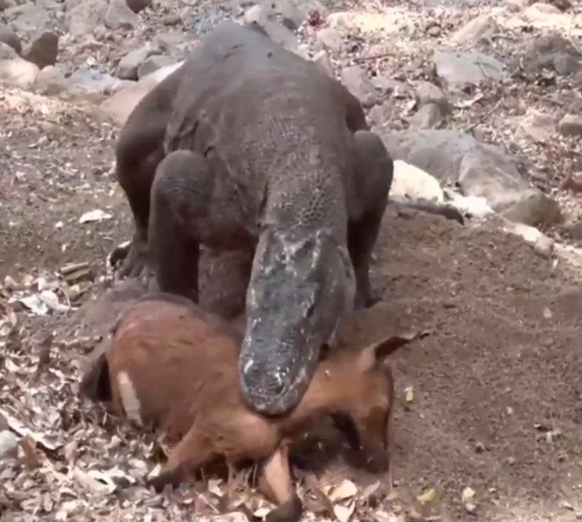 Yaşayan dinozor avını tek hamlede yuttu! Görenleri dehşete düşüren anlar | Vahşi doğada daha önce böylesi görülmedi - Resim: 5