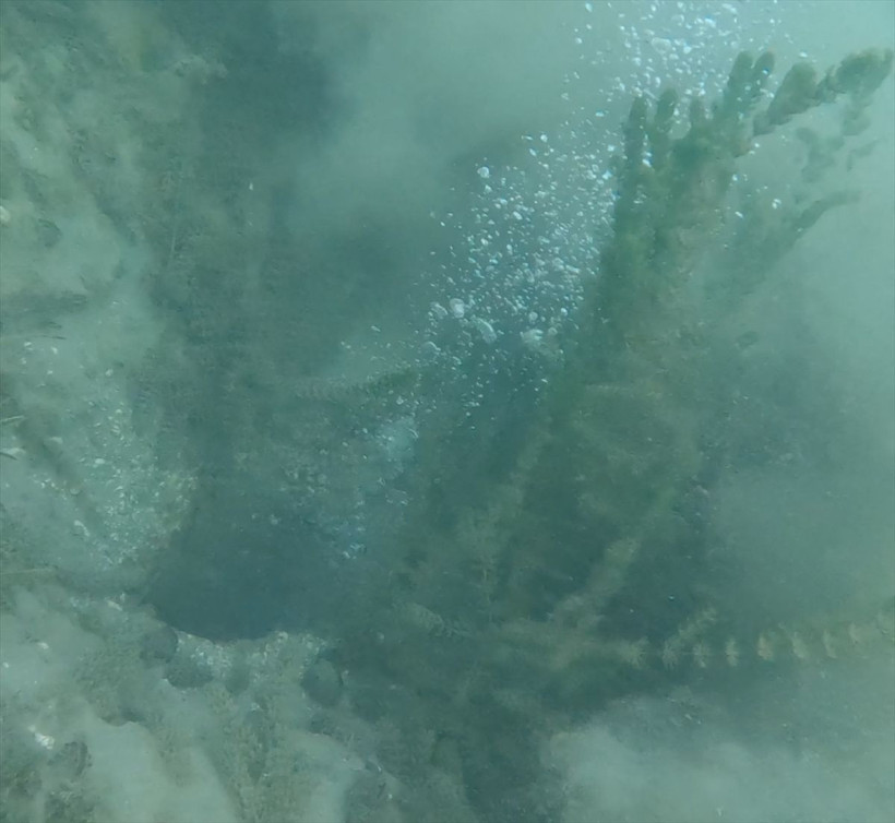 Sapanca Gölü neden kaynıyor? Uzmanlar bölgeye akın etti - Resim: 11