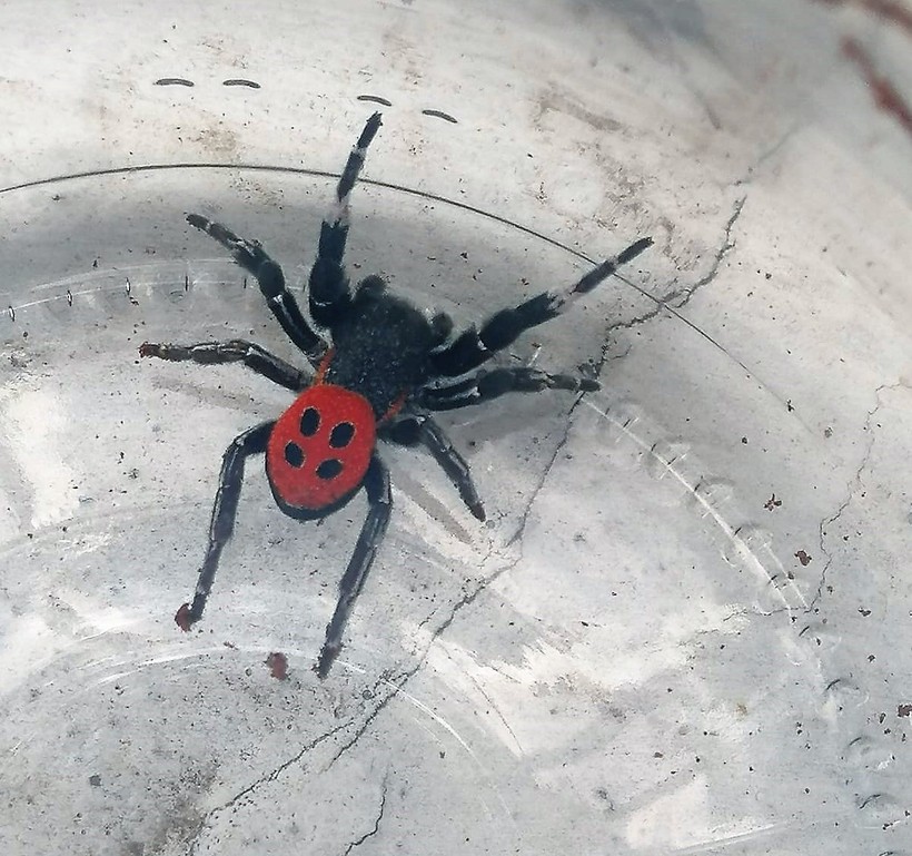 Denizli'de zehirli örümcek alarmı! Uğur böceği gibi görünüyor ama... - Resim : 3