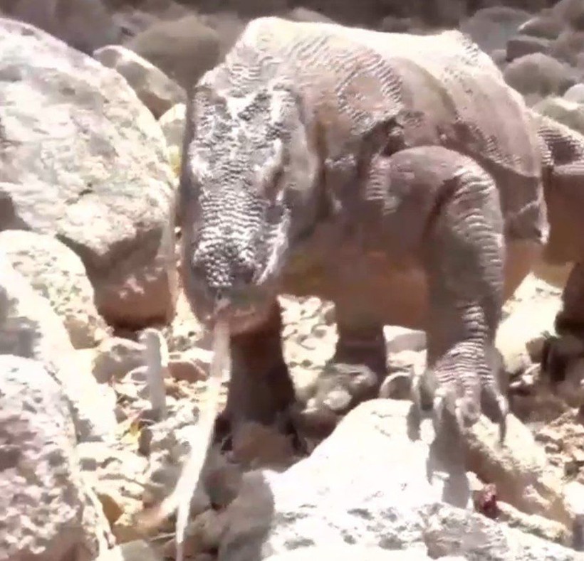 Yaşayan dinozor avını tek hamlede yuttu! Görenleri dehşete düşüren anlar | Vahşi doğada daha önce böylesi görülmedi - Resim: 45