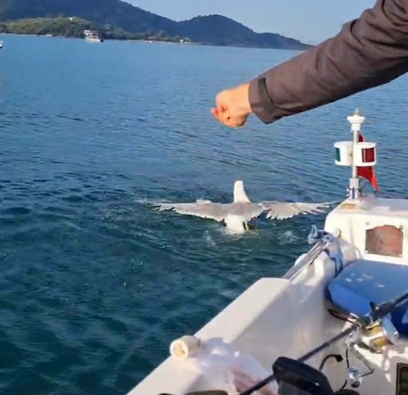 Amatör balıkçı oltasına dolanan martıyı kurtarıp, özgürlüğüne kavuşturdu - Resim : 1