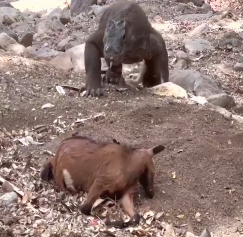 Yaşayan dinozor avını tek hamlede yuttu! Görenleri dehşete düşüren anlar | Vahşi doğada daha önce böylesi görülmedi - Resim: 2