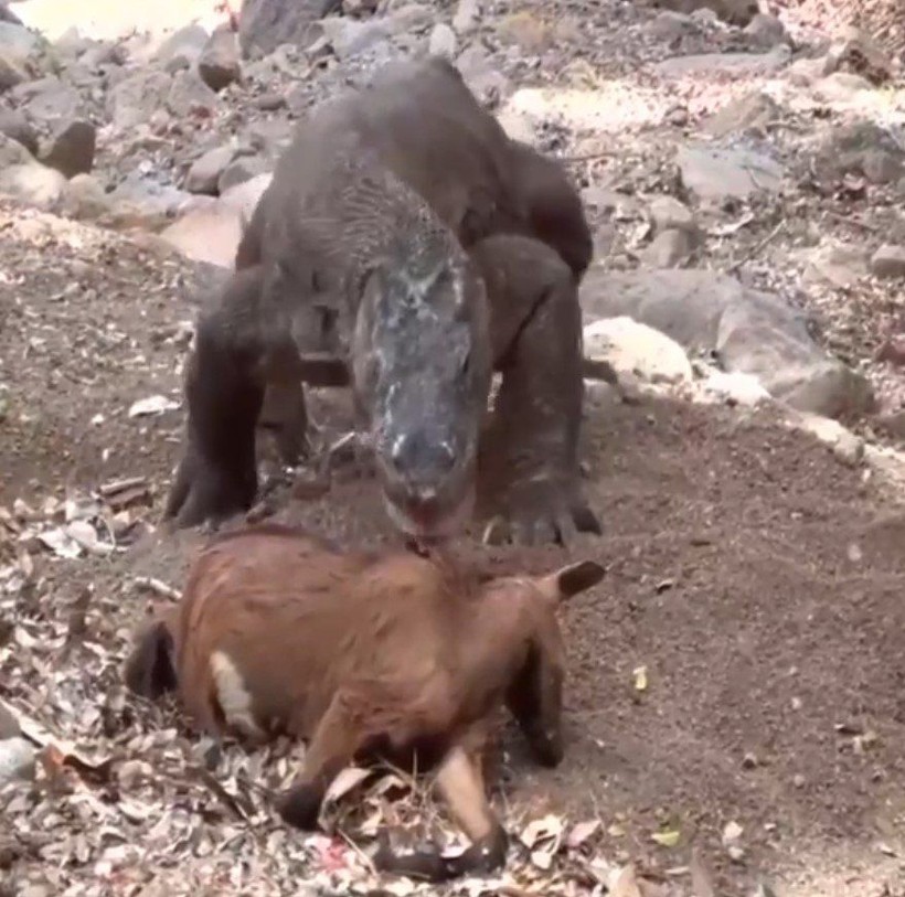 Yaşayan dinozor avını tek hamlede yuttu! Görenleri dehşete düşüren anlar | Vahşi doğada daha önce böylesi görülmedi - Resim: 3