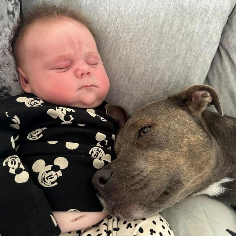 İngiltere'de bir köpek sahibi doğum yaptığı sırada ona eşlik etti - Resim: 7