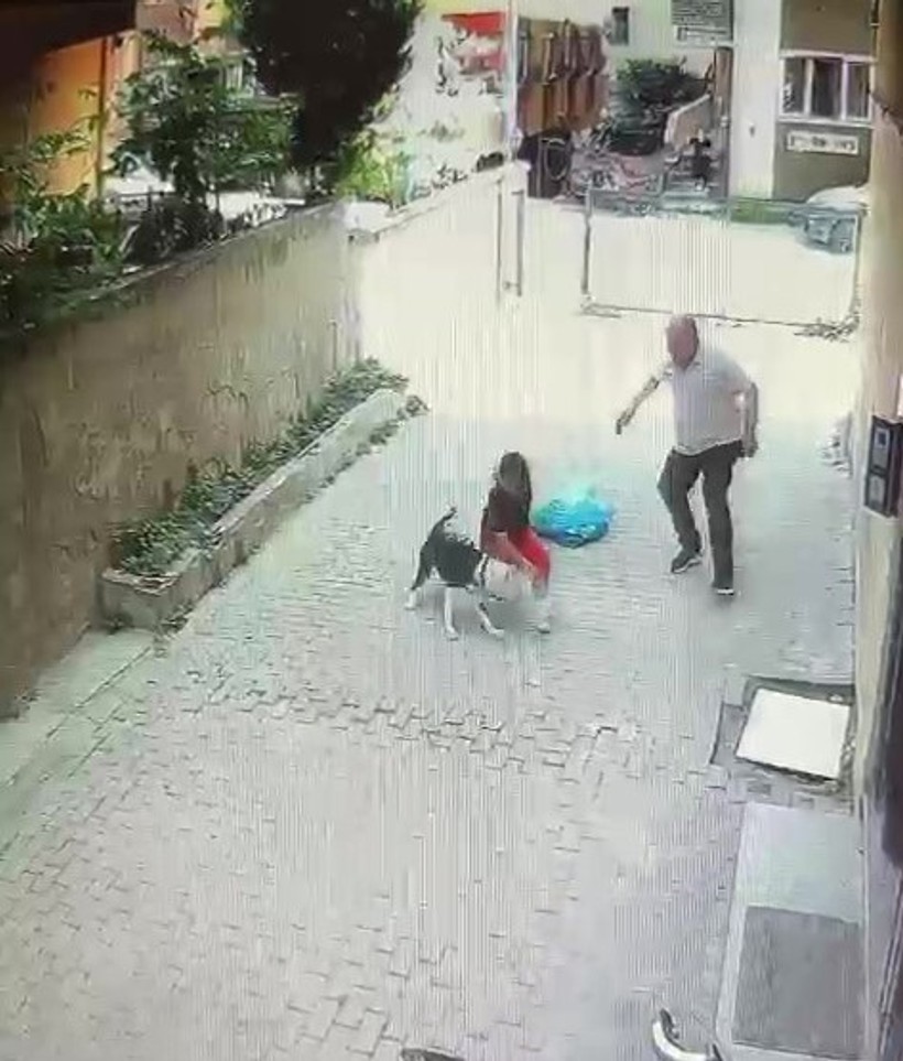 Pitbull cinsi köpek çocuğa saldırdı: O anlar kamerada - Resim : 1