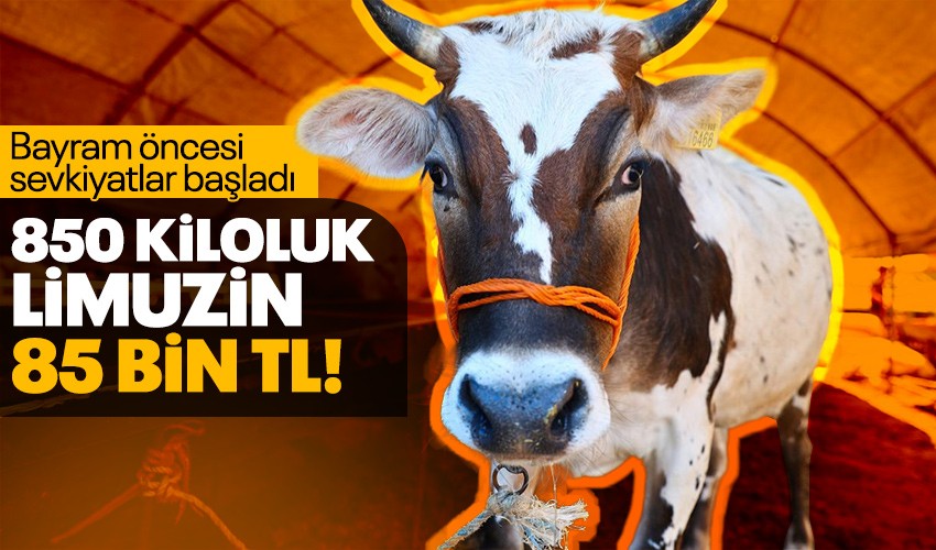 Kurban Bayramı öncesi sevkiyatlar başladı! 850 kiloluk Limuzin'in fiyatı 85 bin TL