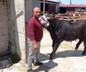 Afyonkarahisar'da komşuların arazi kavgası kanlı bitti: 1 ölü