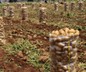 Yurt dışından gelen 2 bin tondan fazla patates virüslü çıktı