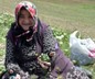 Madımak tezgahlardaki yerini aldı! Fiyatı dudak uçuklattı