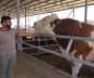 Kurban pazarının gözdesi 1 ton 400 kilogram ağırlığındaki Yusuf oldu! İşte istenen ücret