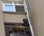 Mersin Tarsus'ta 1 aydır firari maymun güvercinlere saldırıyor