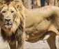 Antalya'da kaçak aslan aranıyor! 1 kişiyi yaraladı kayıplara karıştı