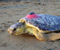 Uydu cihazıyla izlenen caretta caretta "Tuba" ikinci dünya turuna salındı