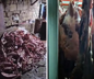Kayseri’de bir ahırın içinde 1,5 ton mühürsüz ve uygunsuz et tespit edildi