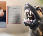 Sokak köpekleri faciaya neden oluyordu: Komşular yetişmeseydi parçalayacaklardı