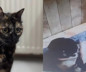 Başakşehir'de kedi Cezve'yi işkenceyle öldüren sanığa 3 yıl 8 ay hapis cezası
