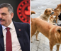 Bakan Çiftçi tarih verdi: Başıboş sokak köpeği sorunu sona erecek
